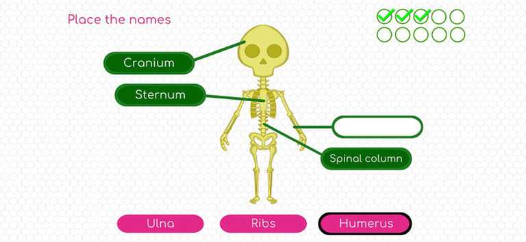 BodyQuest: Anatomy For Kids